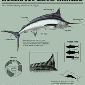 Tommy Bahama Men's Big & Tall For Your Finformation T-Shirt - Silky Green